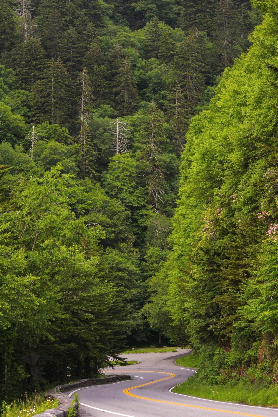 A winding two-lane road with a double yellow line between steep green wooded slopes